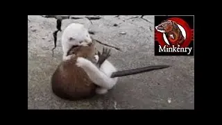 INTENSE mink vs muskrat struggle