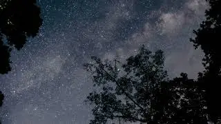 Forest Sounds at Night 🌲🌕 Woodland Ambience, Bird Song and Nature Sounds for Sleep