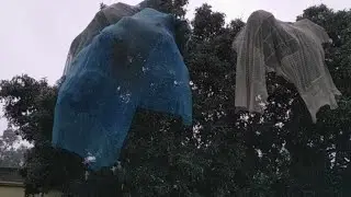 ফণী ঝড় আছড়ে পড়লো নদিয়ার পলাশীতে