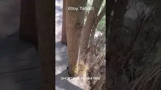 Xitoy tabiati-2 #shoptima #china #wenzhou