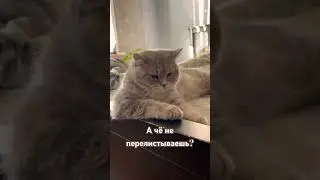 Лайфхак для кота. #рекомендации #кот #животные #смешныевидео #юмор #тренд #приколы