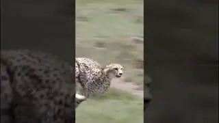 CHEETAH MENGEJAR MANGSA
