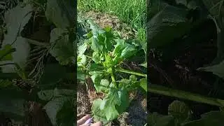 И всё таки заморозки были Ярославская область