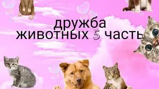 дружба животных 5 часть🕶️💫