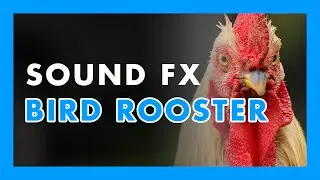 BIRD ROOSTER - (Sound Effect) 🐓💯