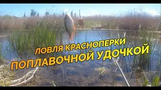 Ловля красноперки поплавочной удочкой_Простая рыбалка_Река Евсуг