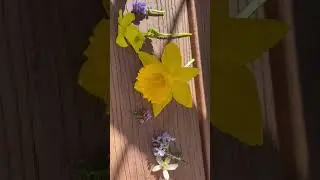Spring Flowers and Blossoms - mid February