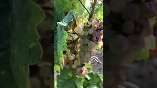 Ambiance automnale dans le vignoble de Katzenthal #alsace #vignoble #vendanges