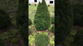 Клумба из хвойных 
