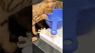 коты в ванной