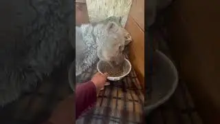 Старенький алабай Барон кушает с большим аппетитом