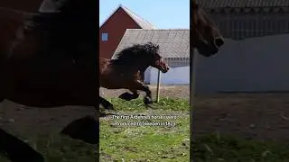 😍An AMAZING Draft Horse Breed! #horse #draft