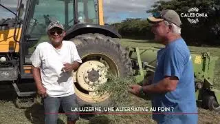 La luzerne, une alternative au foin ?