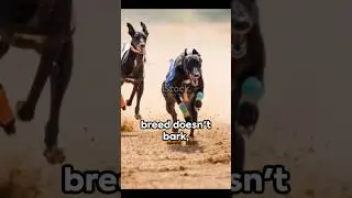 5 fast facts about dogs #animallover #facts #fact #animal #animalfacts #factshorts #animals