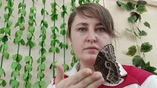 Райские насекомые. Выставка бабочек в Тихорецке.
