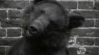 Russian bear dancing