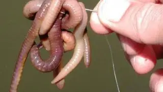 Oхота На Червя Выползка  I'VE GOT WORMS!!!