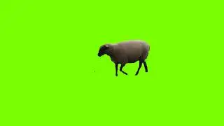 Sheep walking (Green Screen)