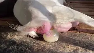 Complete process of Saanen goat kids delivery | Goat ready to pop | Sannan goat giving birth kids