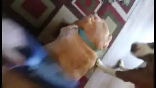 kuddy loved being vacuumed. 😂
