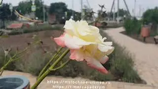 Село Уютное, Цветочный парк, Сакский район, Крым - 20 июля 2023 г.