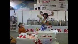 Невский маскарадный кот Кристиан (Best на международный выставке)
