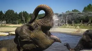 Le zoo du Pal, le parc animalier où les animaux sont rois