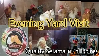 Uno Breeder Line | Serama Breeder Evening Visit #Quality #Tsb #siak #hr45 #malaysianserama