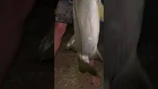 Fattest slot snook I’ve ever seen… #shorts #snookfishing #neverendthesend