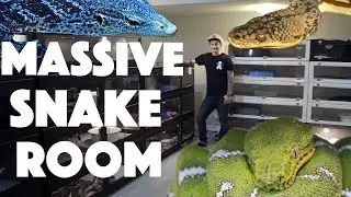 MASSIVE 150+ REPTILE ROOM TOUR!!!