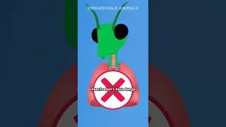 How Insects Breathe 🦗 🫁
