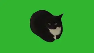 black cat green screen