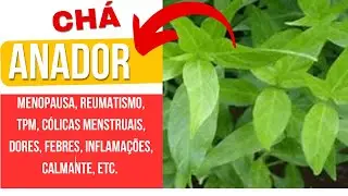 Benefits of the Anador or Chambá plant: (menopause, pain, fever, calming, PMS, inflammation)