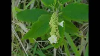 Anti-inflammatory- Varronia curassavica (Cordia curassavica) Create Yourself Designer Frequency