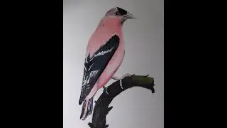 Экзотическая птица