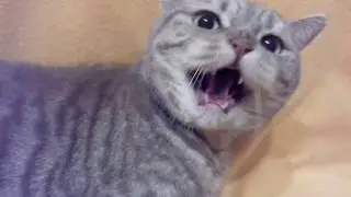 Кот и пупсик  1 сезон 1 серия