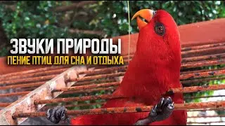 10 ЧАСОВ Звуки природы и пение птиц ДЛЯ СНА И ОТДЫХА