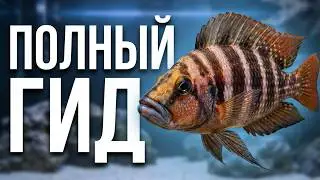 Знакомство с Альтолампрологус Копрессицепс.