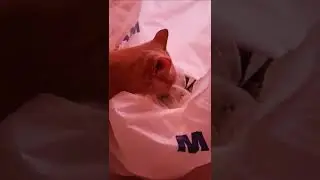 Кот проверяет покупки 🐱🐱🐱