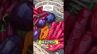 HOTTEST Summer Month Harvest🔥 Keep your plants watered and cover for heat protection if needed.