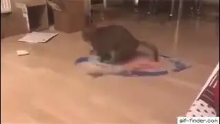 Кот наводит порядок😅😅