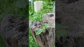 ,, Малиновое,, дерево. 😊
