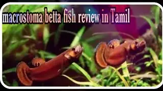 Macrostoma betta fish review in tamil