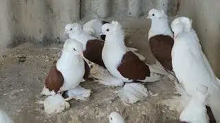 Country pigeons. 12/25/2021, Sotnikovskoye village, visiting Vasily Ivanovich.