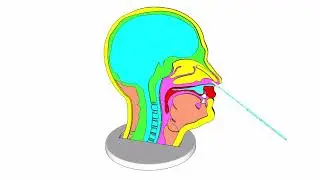 Nasal Swap Model [Using Sketchup]