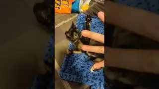 Kitten Playing #kitten #adorable