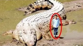 50 Abnormally Large Animals That Are Actually Real