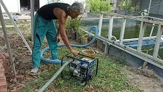 proses pengeringan kolam ikan nila, ikan gurami, ikan patin
