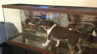 Funny Superstar  Dog 2013