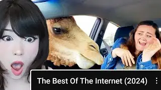 Emiru Reacts to The Best Videos Of The Internet 2024 by 